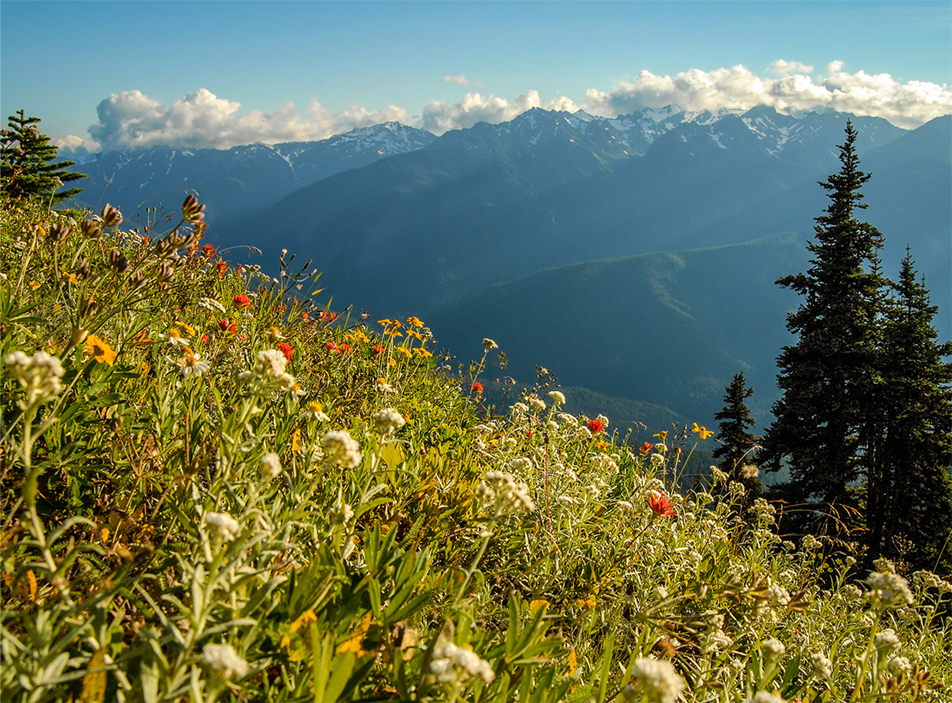 Trees and mountain behind wild flower hill